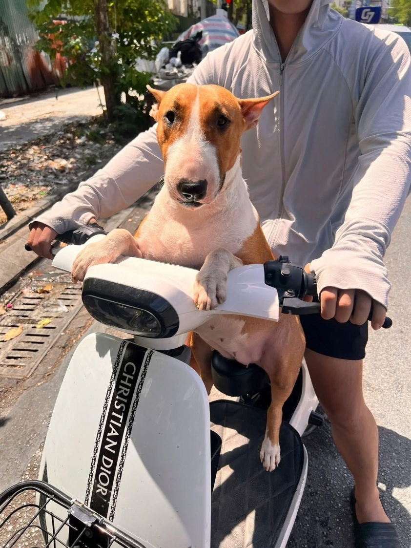 Chú chó bất ngờ nổi tiếng vì giống Cậu Vàng trong Tiệm Phở Anh Hai 734551 Chú chó Tam được nhiều người yêu thích