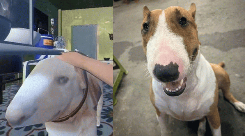 Chú chó bất ngờ nổi tiếng vì giống Cậu Vàng trong Tiệm Phở Anh Hai 734550 Chú chó giống hệt Cậu Vàng trong game Tiệm Phở của Anh Hai