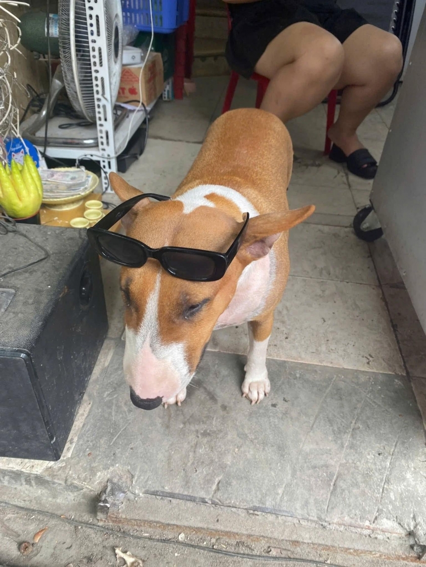 Chú chó bất ngờ nổi tiếng vì giống Cậu Vàng trong Tiệm Phở Anh Hai 734553 Hình ảnh khác về chú chó Tam